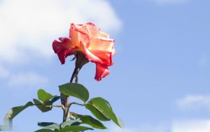 网络小说中的重生，竟然有9种不同的方式