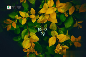 全职九年，第一次年终总结，一本正经劝退贴