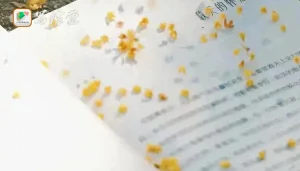 总觉得写不好，或许不是情节的问题，而是语言在作祟